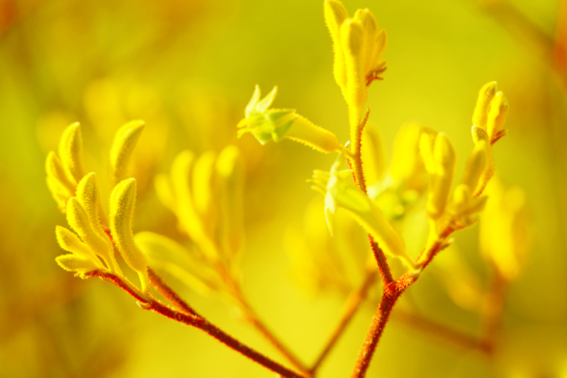 irrigation system garden