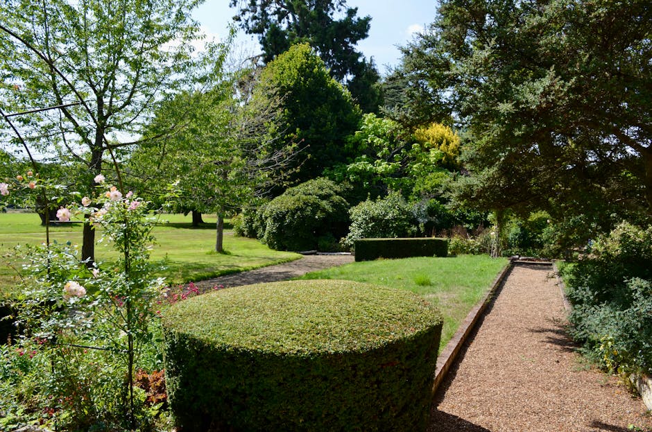 A lush garden scene featuring a variety of plants and trees, with a neatly trimmed round hedge in the foreground and a gravel pathway running along the right side. On the left, pink and white flowering bushes are visible, with green grass and several mature trees such as oaks and deciduous types providing dappled sunlight. The background includes dense shrubbery and taller trees, creating a shaded area. The garden appears well-maintained, with pathways clear of debris, and the overall environment showcases vibrant foliage and healthy plant growth typical of landscape maintenance work by Gardeners Edgware. The lighting is bright and natural, highlighting the textures of leaves, soil, and grass, emphasizing the state of regular garden care and landscaping in the Broadwalk Estate gardens.
